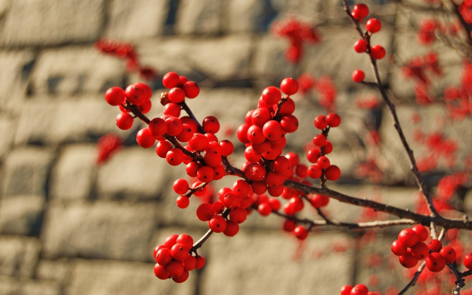 makroaufnahme natur baum zweig beere winter strauch esche eberesche im freien blatt