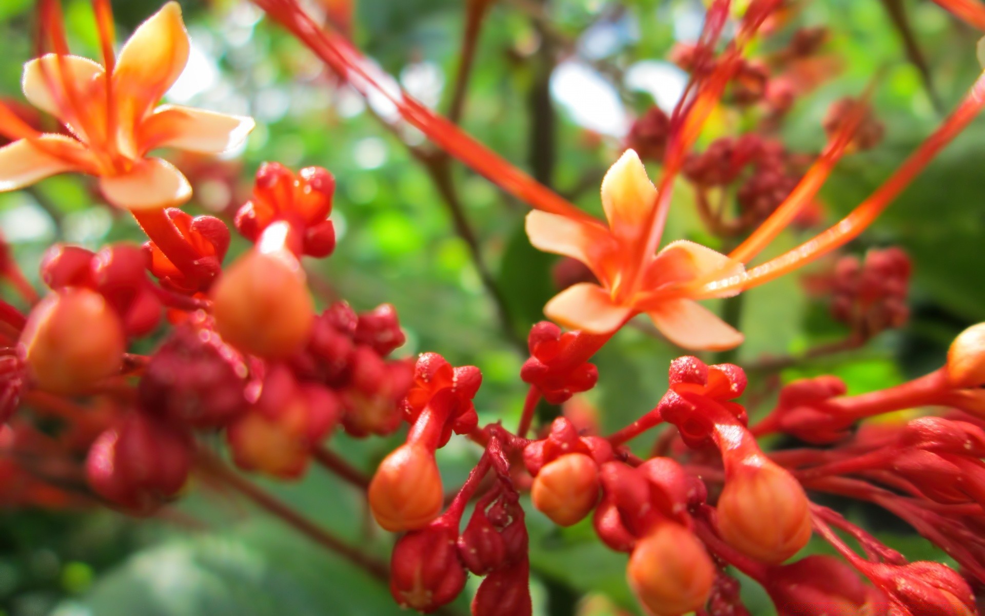 makro fotoğrafçılığı doğa flora bahçe çiçek yaprak çiçek yaz tropikal çiçek açan renk çalı taçyaprağı büyüme parlak güzel botanik açık havada ağaç sezon