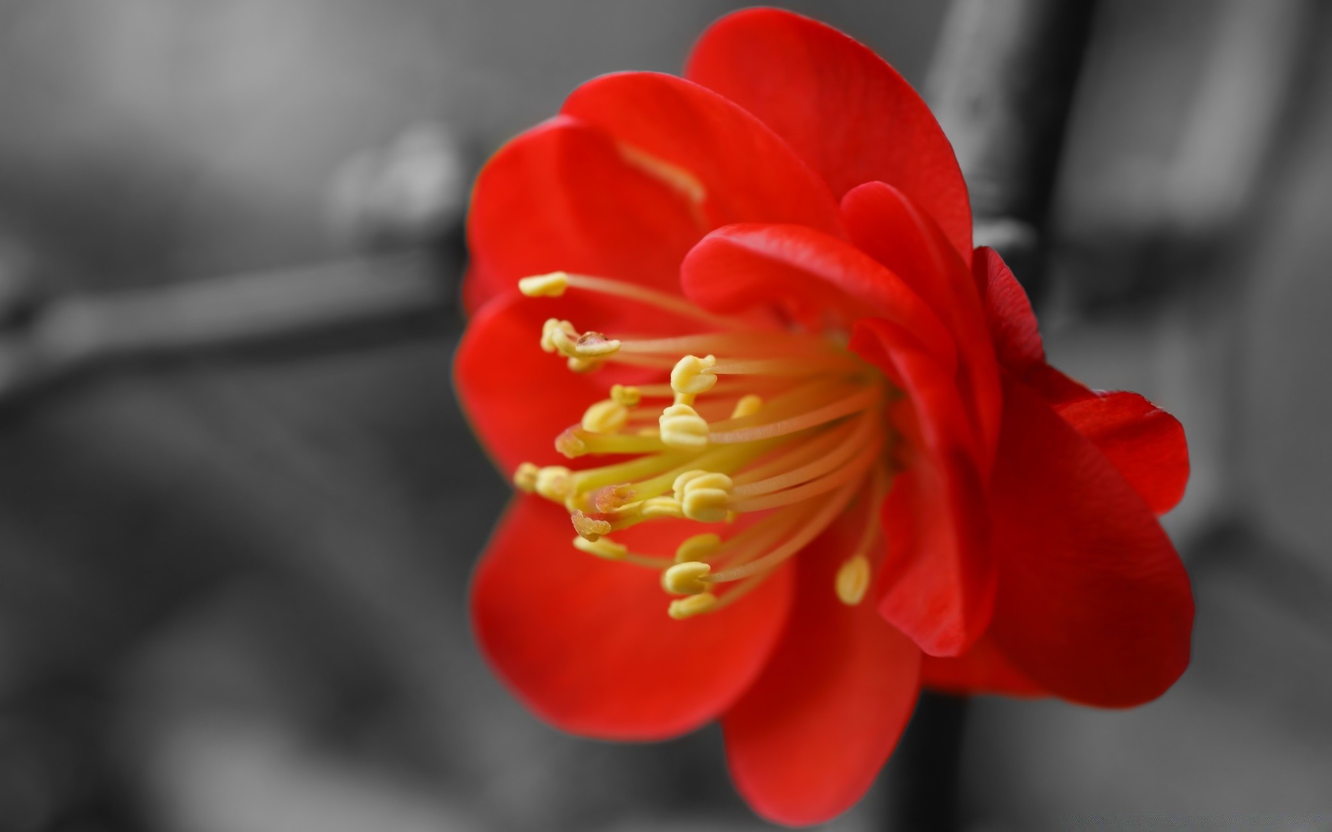 macro flower nature blur flora garden leaf