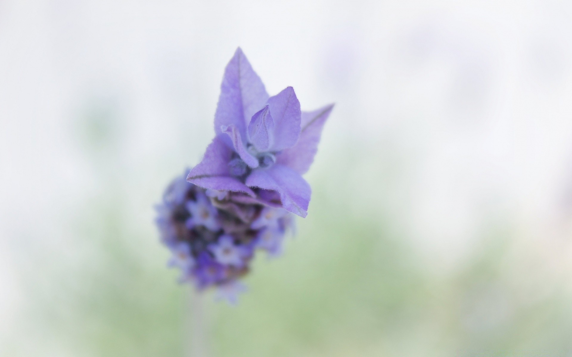 macro flower nature flora leaf summer garden growth petal close-up dof blooming blur color outdoors bright