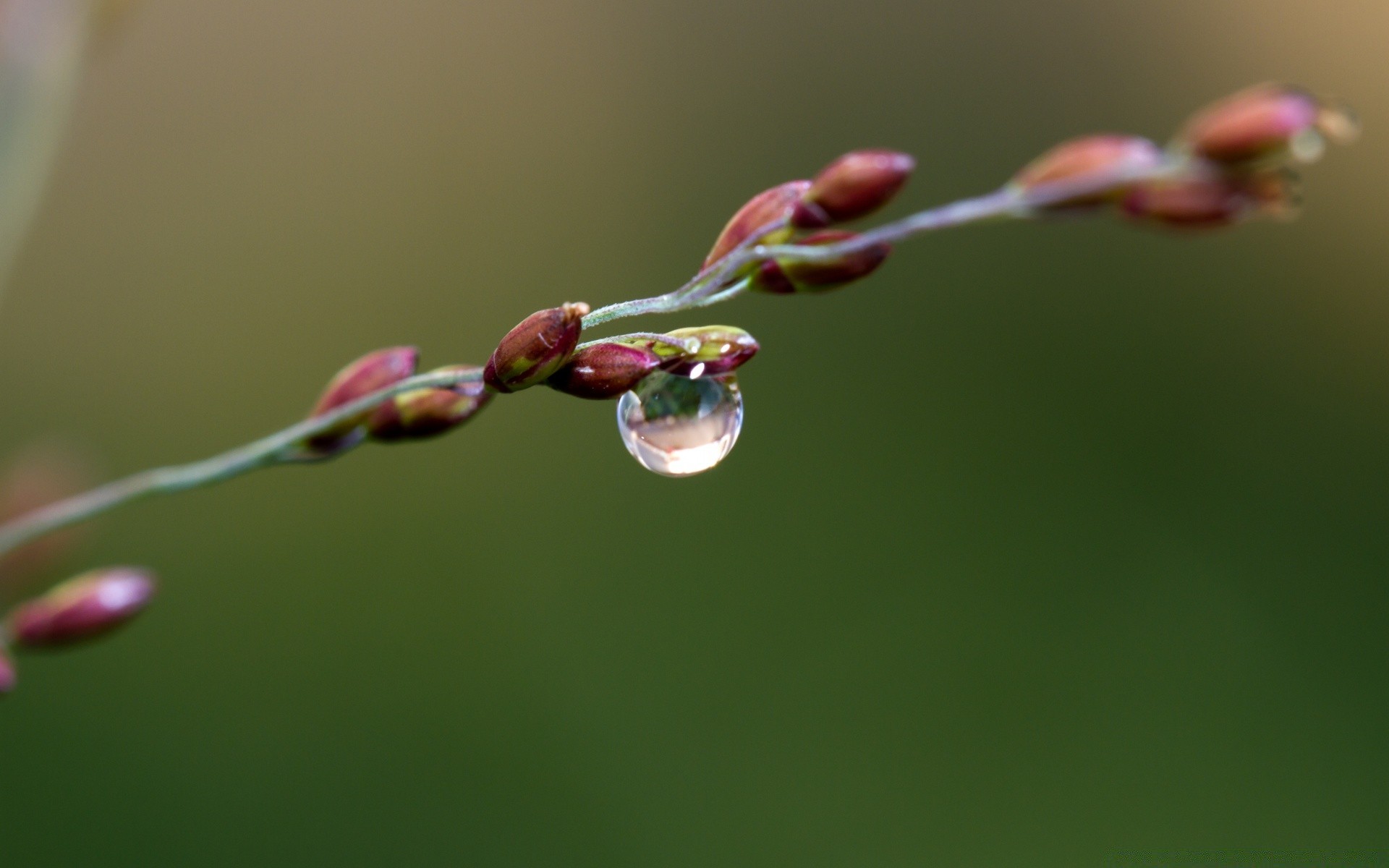 macro natureza flor flora chuva crescimento folha orvalho ramo jardim amigo dof verão cor delicado árvore borrada pureza ao ar livre casca