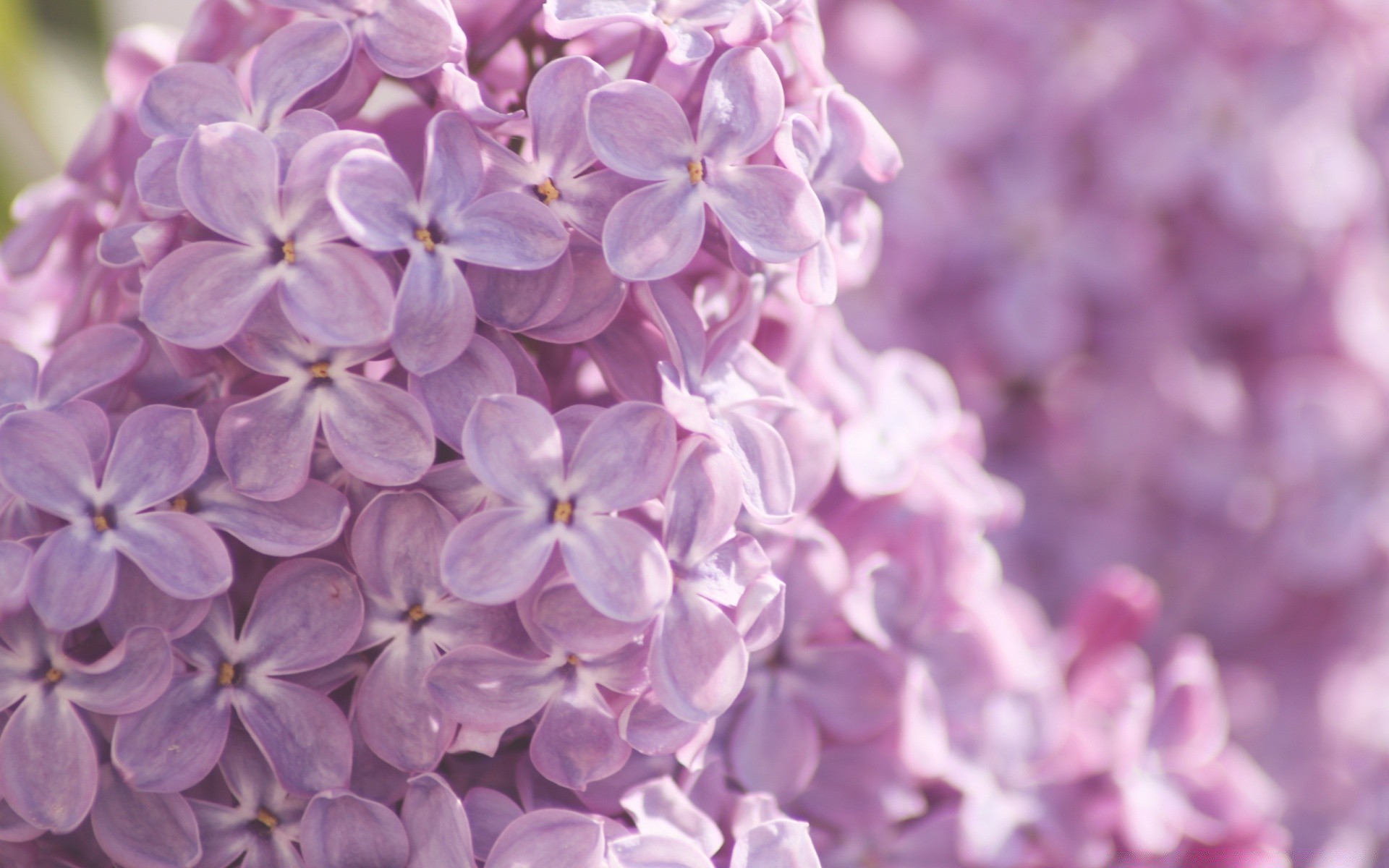 makro kwiat flora natura kwiatowy lawenda zbliżenie ogród płatek sezon lato oddział piękny kolor bluming świeżość jasny wzrost dekoracja liścia