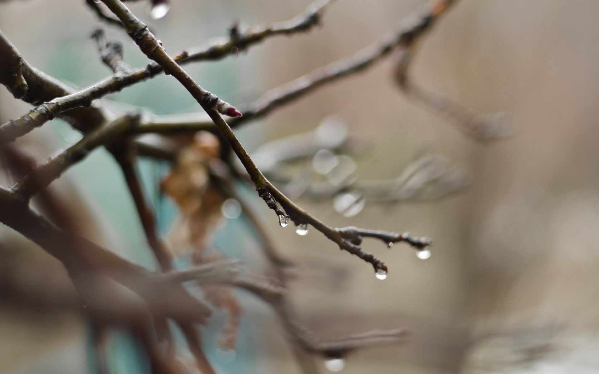 makroaufnahme unschärfe natur baum im freien vogel winter zweig dof blatt regen tierwelt