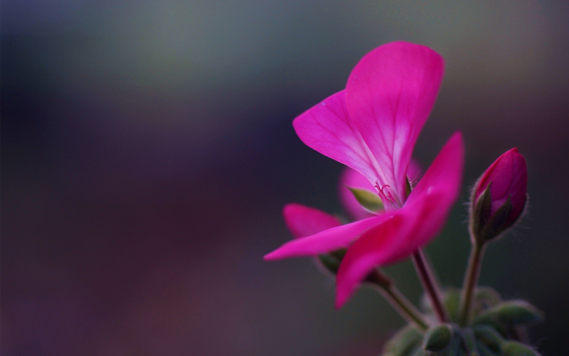 macro flower nature leaf flora blur bright summer