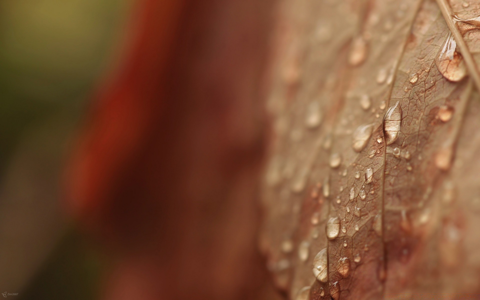 macro rain dew blur dof drop nature wet leaf fall water abstract flora