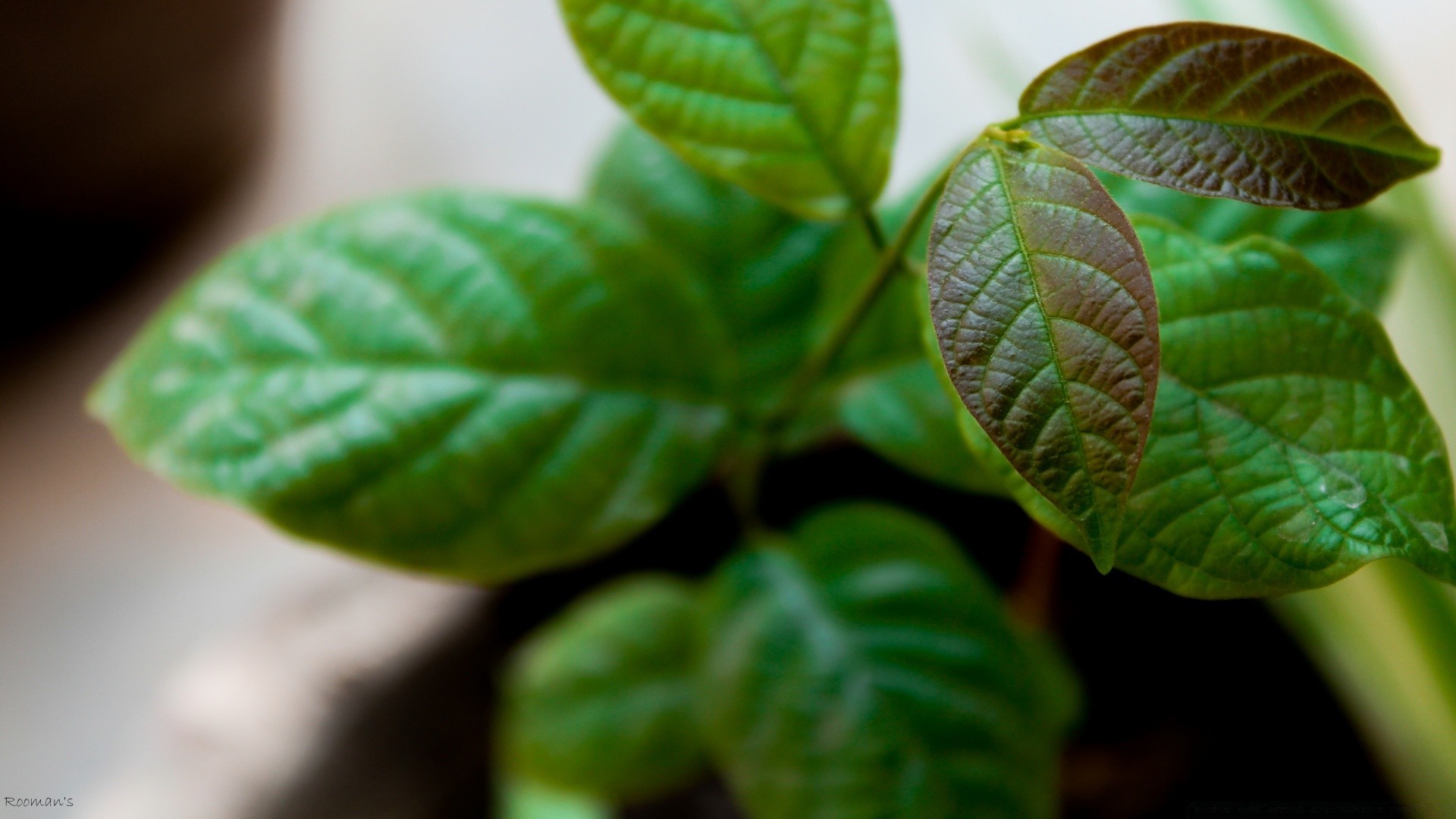 macro leaf nature flora growth close-up freshness garden summer environment little bright tree outdoors ecology rain wood color fall lush