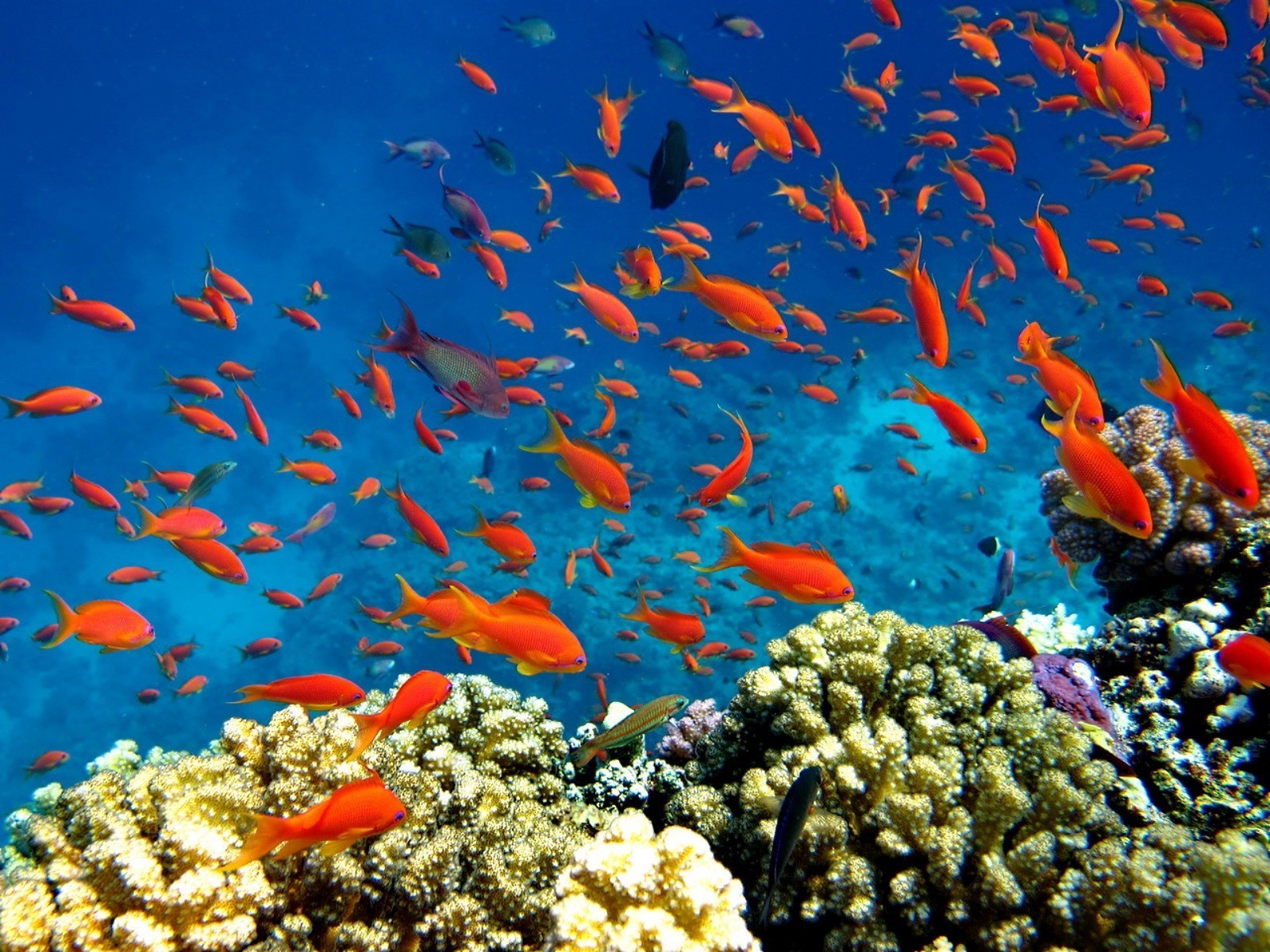 troupeau de poissons sous-marin poissons corail récif océan mer marine tropical aquarium eau écosystème natation aquatique plongée scooby eau salée exotique école nature la faune