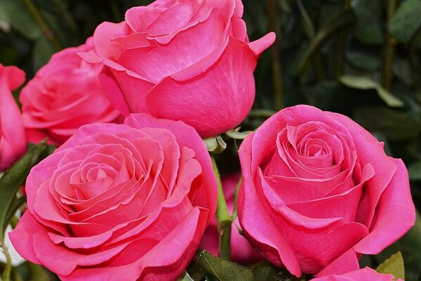 Photos de roses roses délicates