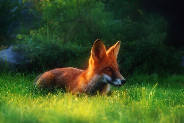 Le renard rusé s enfuit dans l herbe