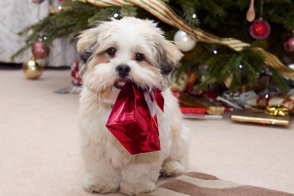 Köpek yavrusu Noel hediyesi getirdi