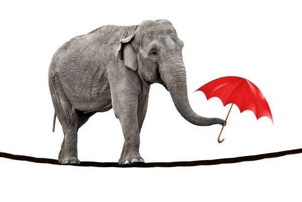 Elefante na corda com guarda-chuva vermelho