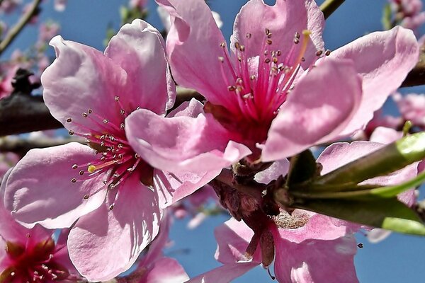 Fleurs roses poussent sur les branches