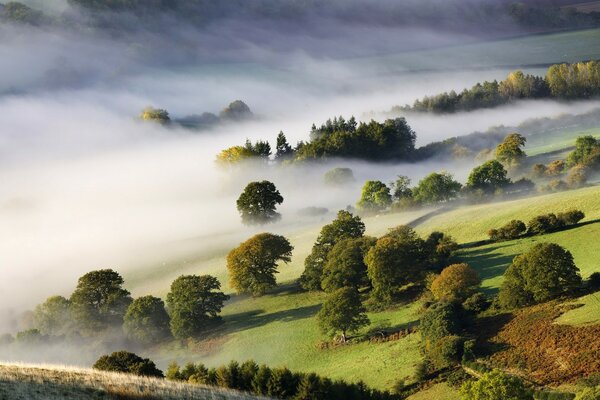 Thick fog comes to the forest