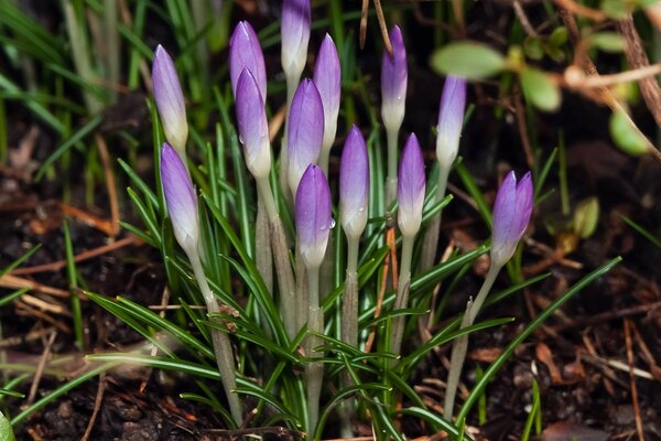 The first crocuses are a sign of the beginning of spring