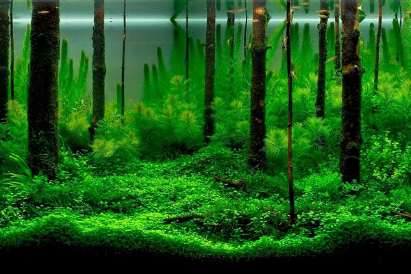 Grüne Dämmerung im überfluteten Wald