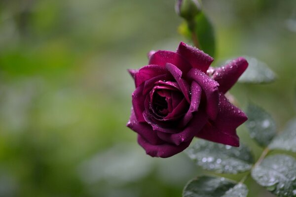 Rosa Burdeos mojada por la lluvia