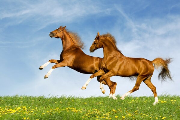 Cavalos correndo no Campo Grande