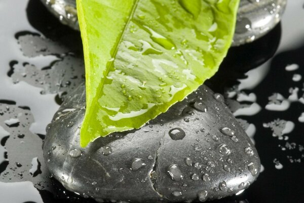 Gotas de rocío en la naturaleza