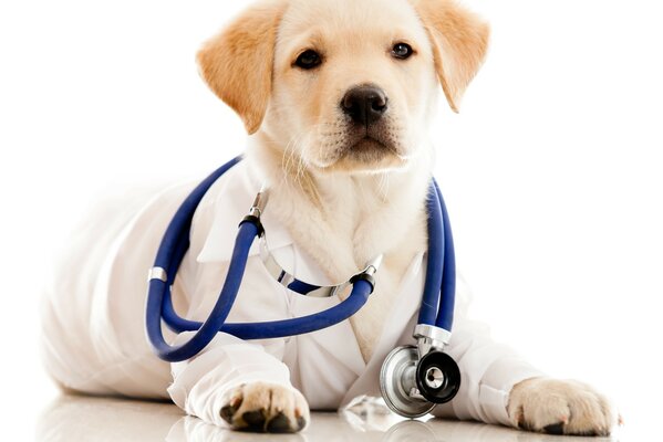 Lindo doctor, cachorro de Labrador