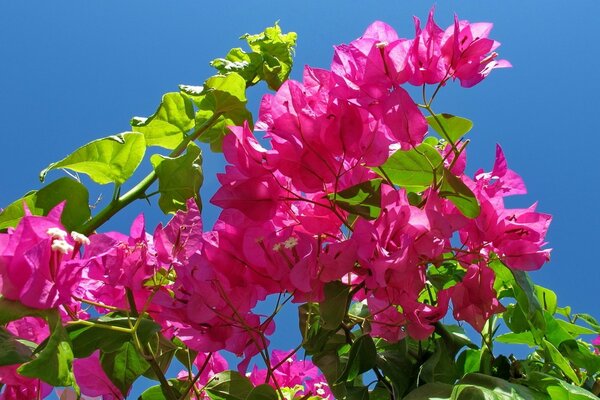 Flor rosa brillante contra el fondo del cielo azul