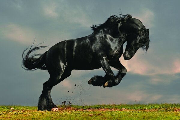 The Indomitable Black Horse