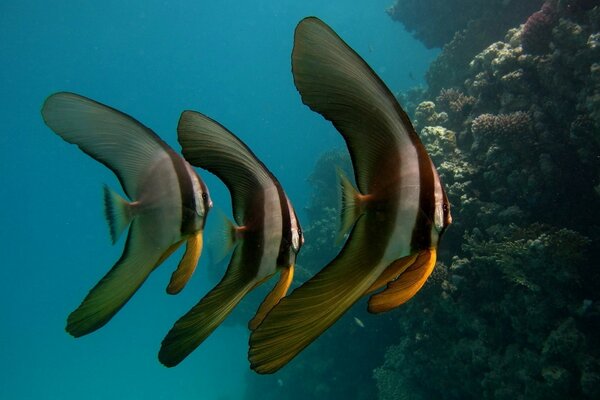 Trío de peces de rayas marinas