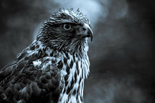 Bellissimo uccello orgoglioso in montagna