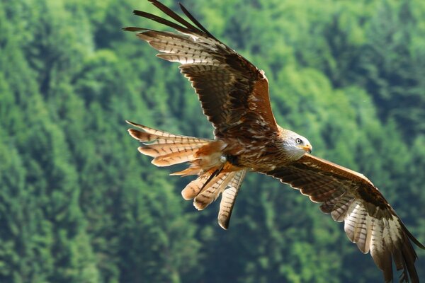 Kreisförmiger Adler im Wald