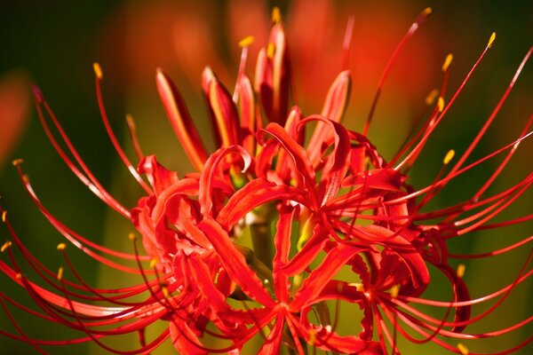 A large red flower in macro photography