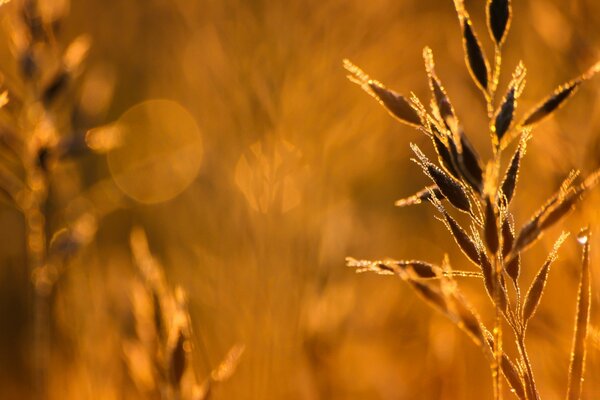 Macros de espigas de trigo en el campo