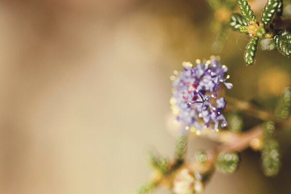 Macro de fleurs lilas et feuilles vertes