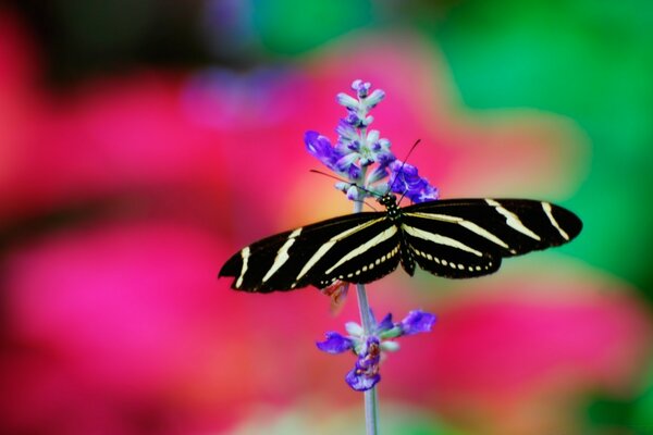 Schwarzer weißer Schmetterling auf blauer Blume