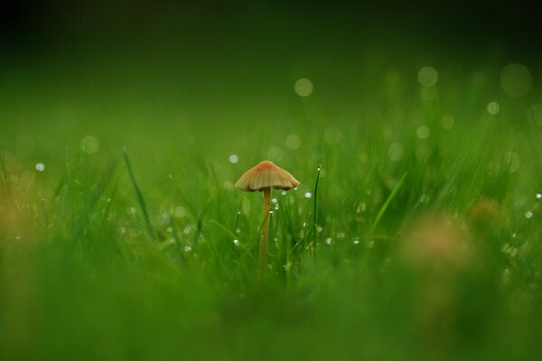 Gros plan d un champignon sur un fond d herbe verte