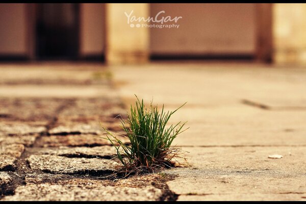 Macro photography of bunches of grass from paving slabs