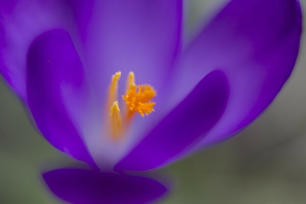 Fotografia macro del fiore Dell iride lilla