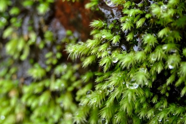 Fotografia macro agulhas de árvore de Natal com gotas de orvalho