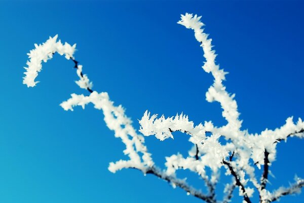 Le givre couvre la branche de moitié