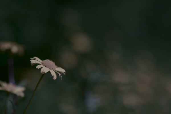 Daisies on the field on a cloudy day