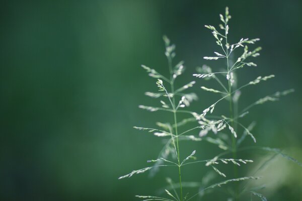 Belle Macro de l herbe verte