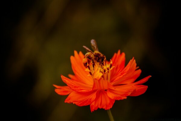 Abelha e flor foram feitas uma para a outra