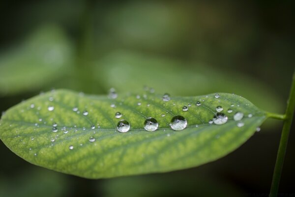 Fotografia Macro de gotas de Rasa em uma folha