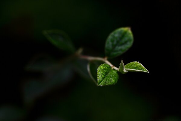 Separation with spring leaves