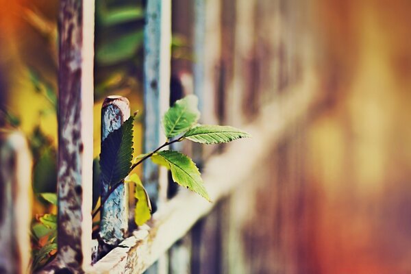 A branch sticks out through an iron fence