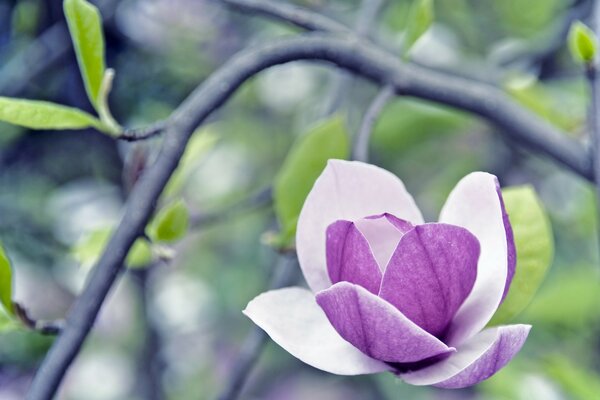 Blurry macro photography of flower leaves