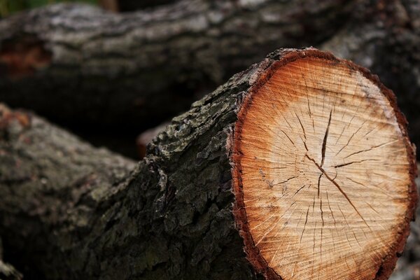 Micro-image de l écorce et des anneaux de l arbre