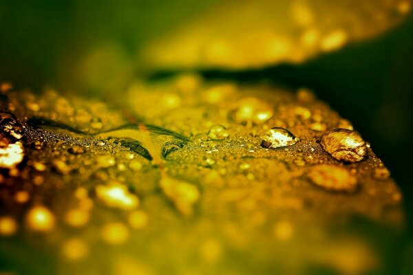 Macro photography of a drop of water on a sheet