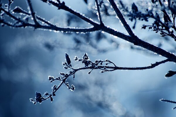 Fotografia macro di un ramo di un albero sullo sfondo del cielo notturno