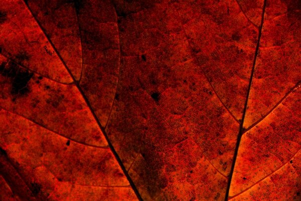 Textural macro photography autumn leaf