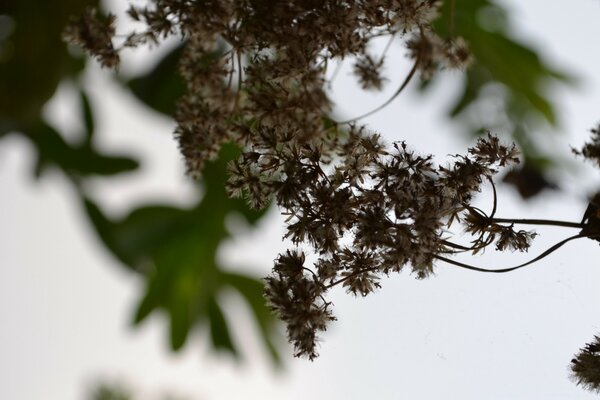 Makro Natur Blatt auf Baum