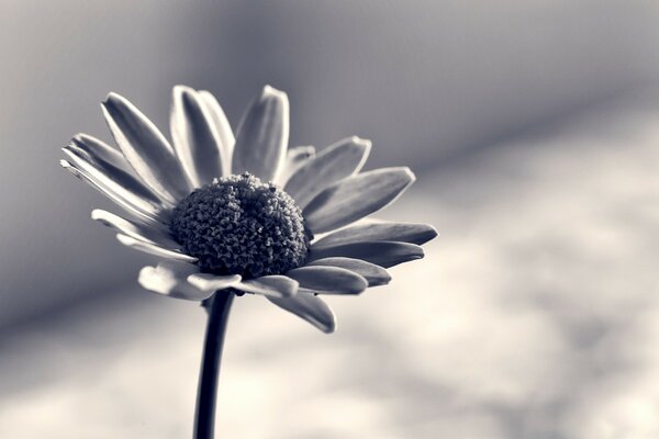 Foto de Margarita en blanco y negro